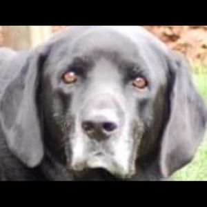 Meet your Posher, Evan